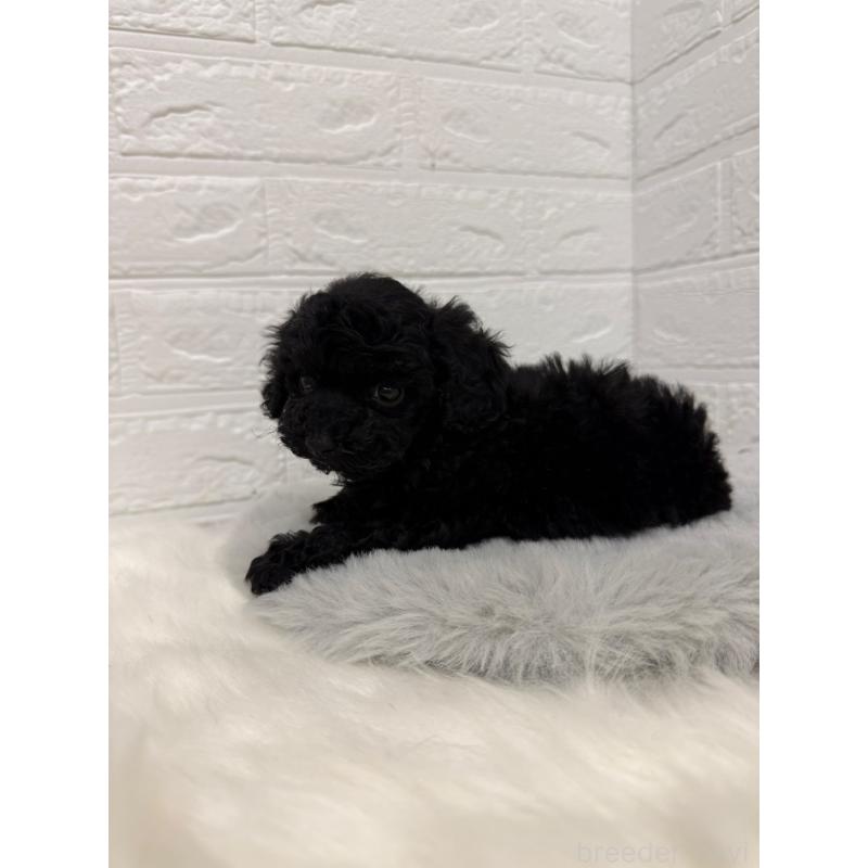 販売中の東京都のタイニープードル-435370の14枚目