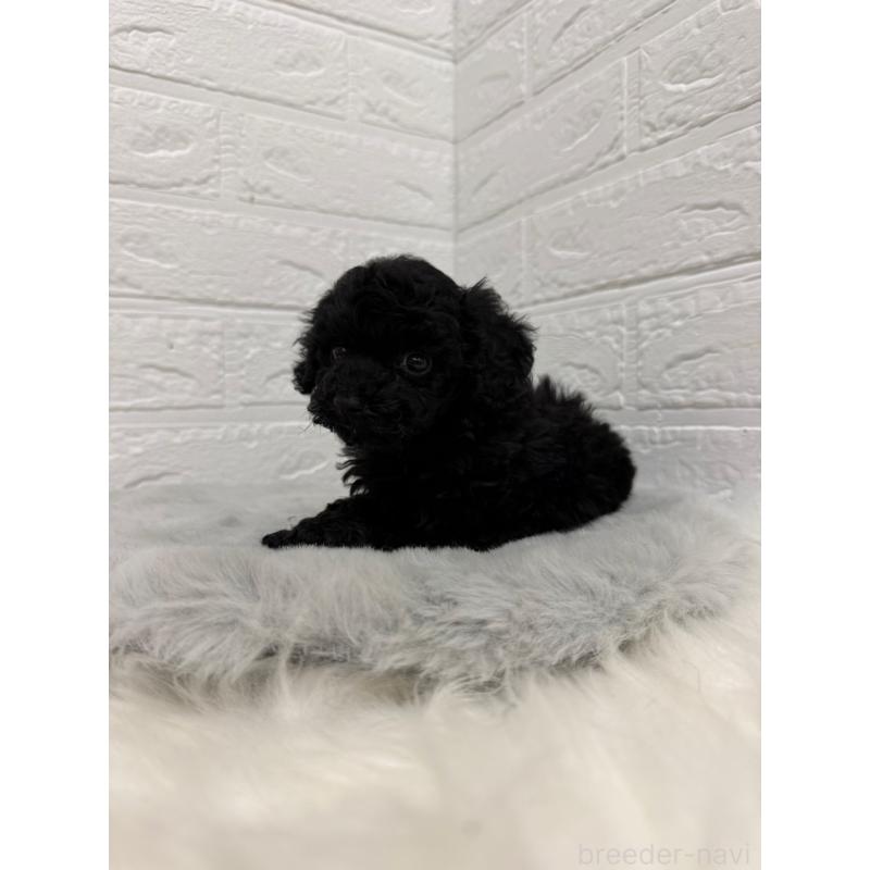 販売中の東京都のタイニープードル-435370の12枚目