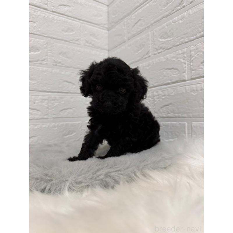 販売中の東京都のタイニープードル-435370の11枚目