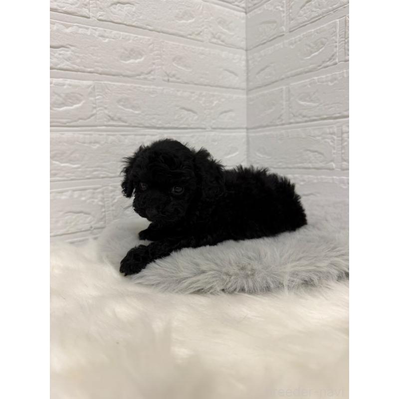 販売中の東京都のタイニープードル-435370の10枚目