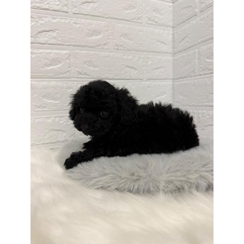 販売中の東京都のタイニープードル-435370の9枚目