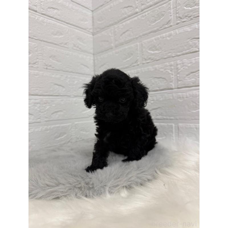 販売中の東京都のタイニープードル-435370の8枚目