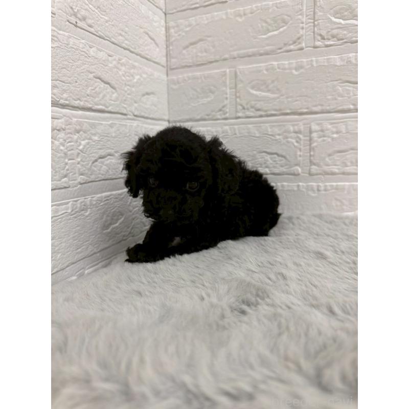 販売中の東京都のタイニープードル-435370の7枚目