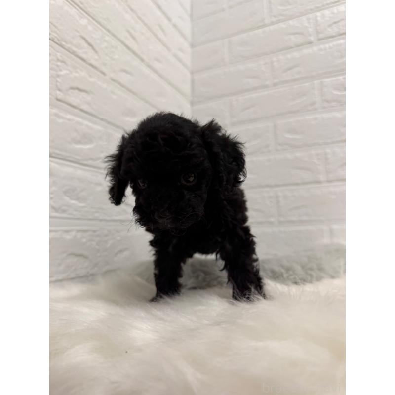 販売中の東京都のタイニープードル-435370の6枚目