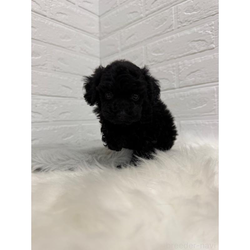 販売中の東京都のタイニープードル-435370の5枚目