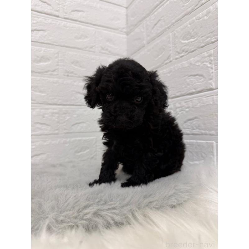 販売中の東京都のタイニープードル-435370の4枚目