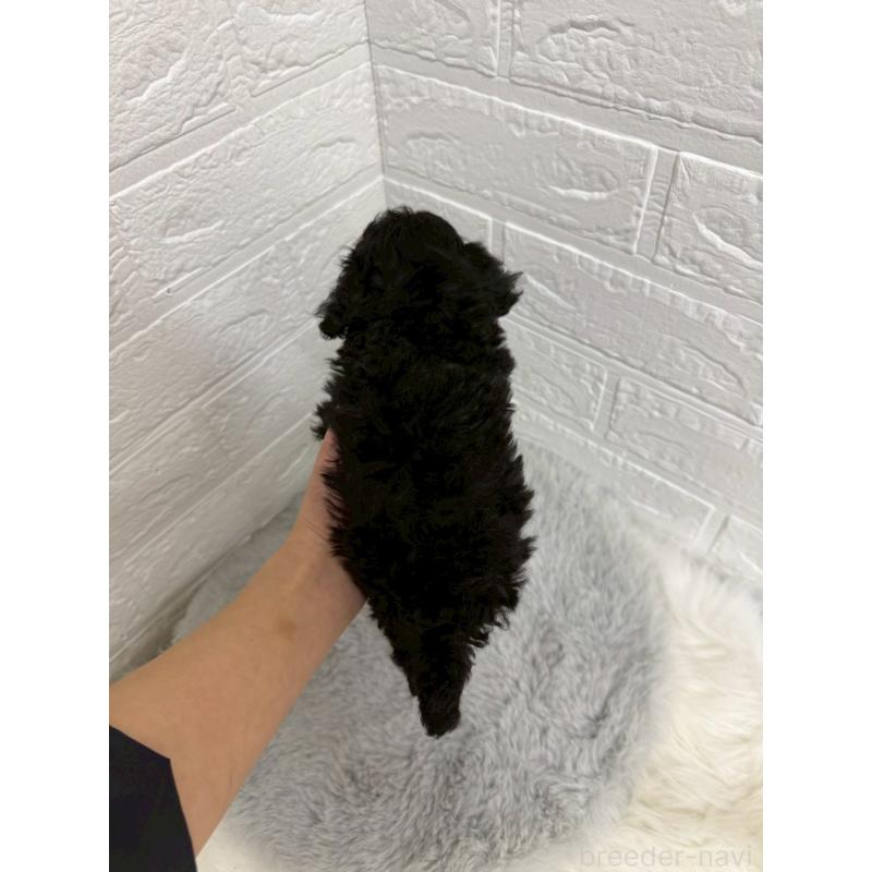 販売中の東京都のタイニープードル-435370の3枚目