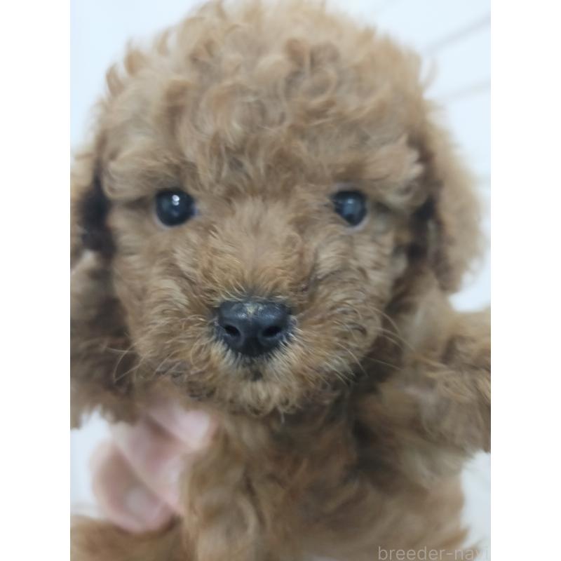 販売中の宮崎県のティーカッププードル-435371の3枚目