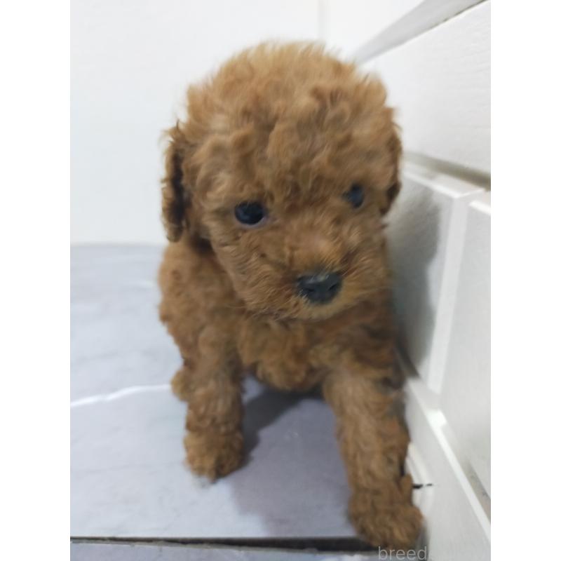 販売中の宮崎県のティーカッププードル-435371の2枚目