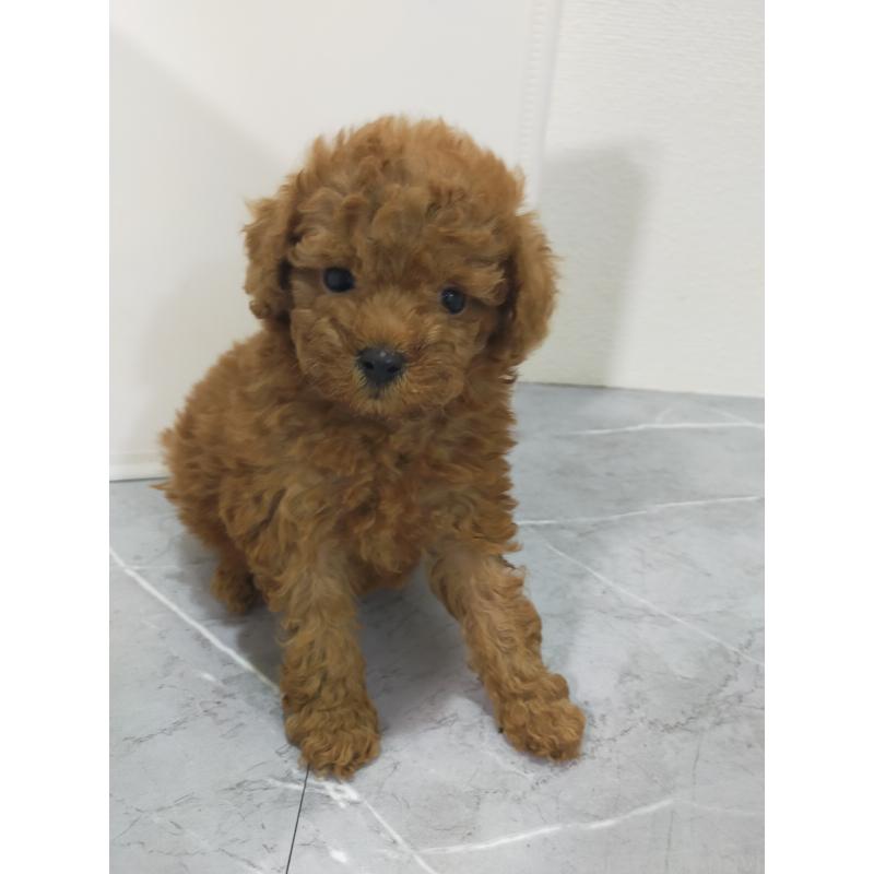 販売中の宮崎県のティーカッププードル-435371の1枚目