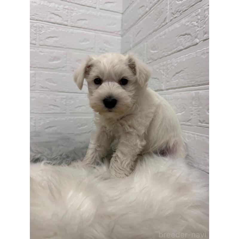 販売中の東京都のミニチュアシュナウザー-435372の11枚目