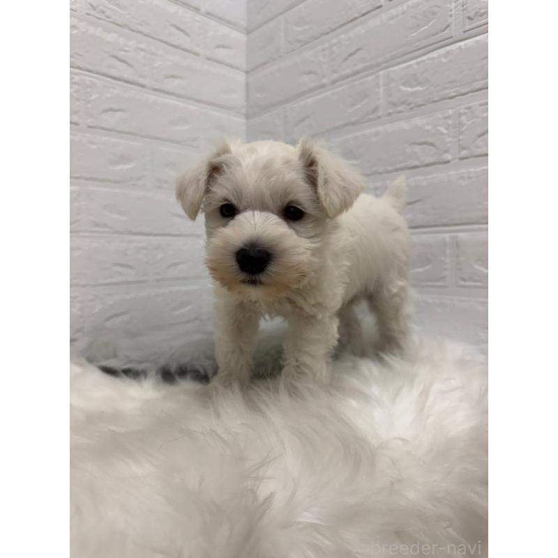 販売中の東京都のミニチュアシュナウザー-435372の10枚目