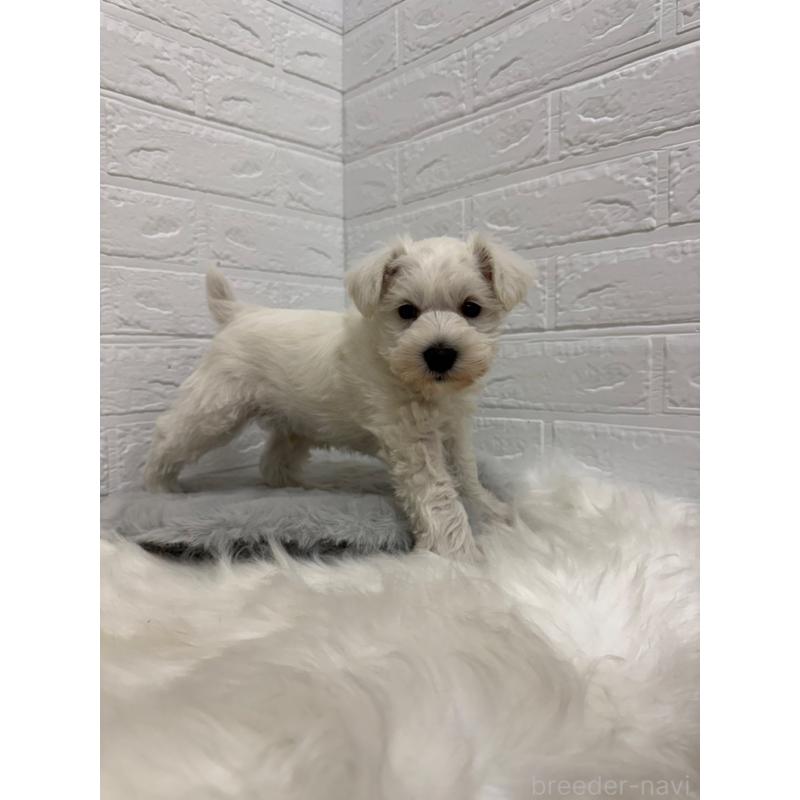 販売中の東京都のミニチュアシュナウザー-435372の8枚目