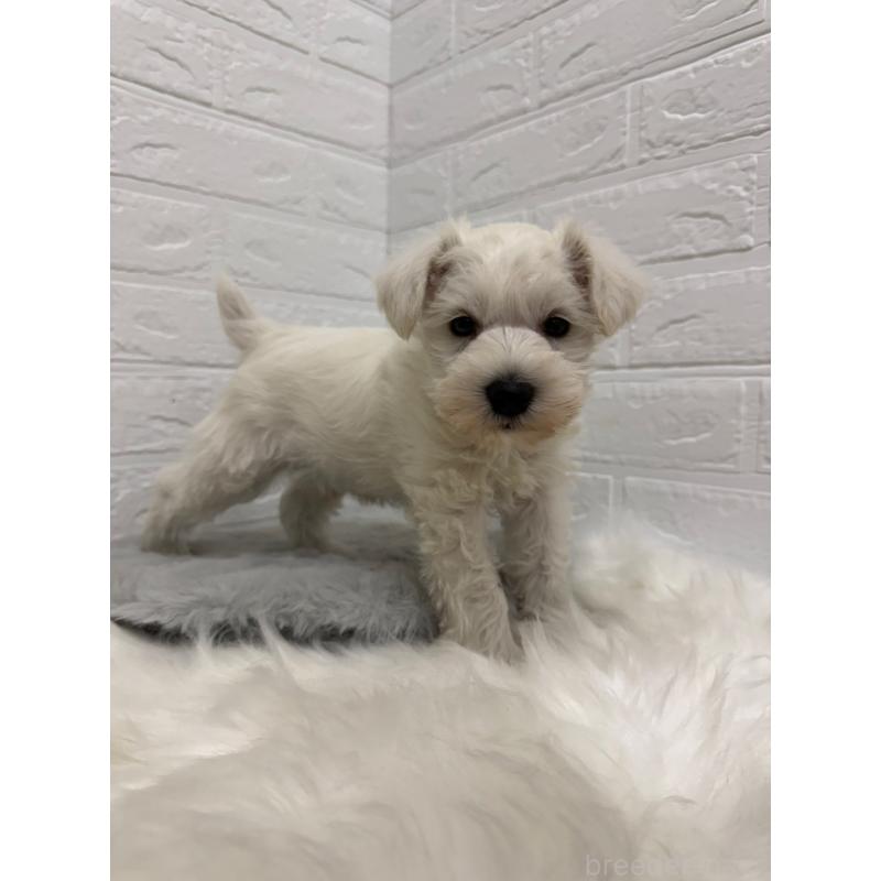 販売中の東京都のミニチュアシュナウザー-435372の7枚目