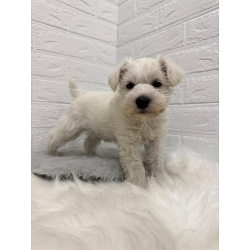 販売中の東京都のミニチュアシュナウザー-435372の5枚目