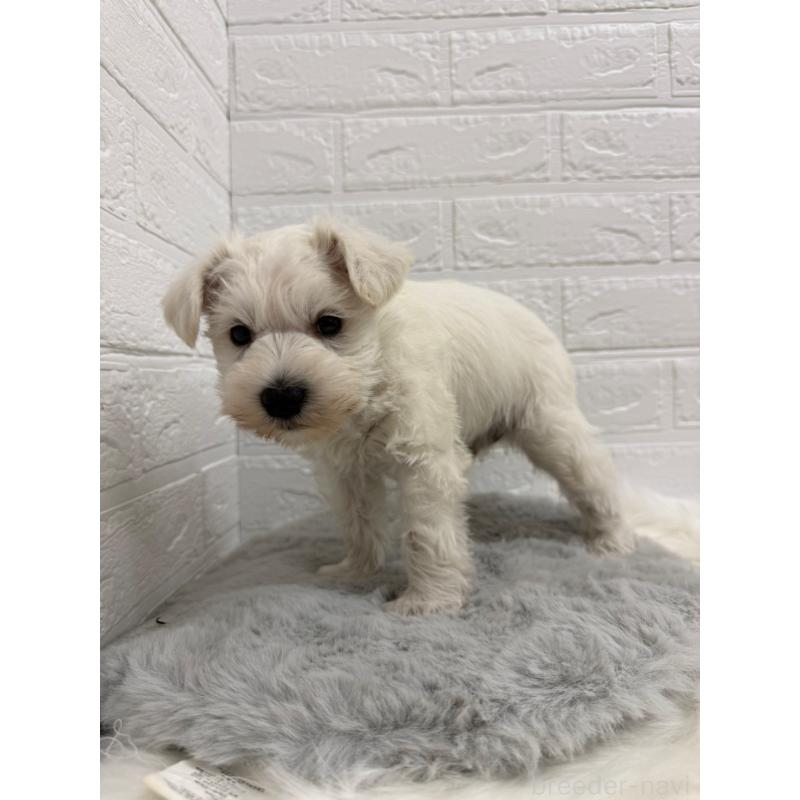 販売中の東京都のミニチュアシュナウザー-435372の2枚目