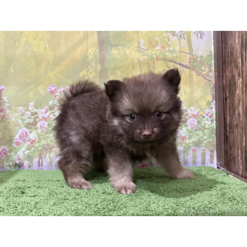 販売中の埼玉県のポメラニアン-431984の2枚目