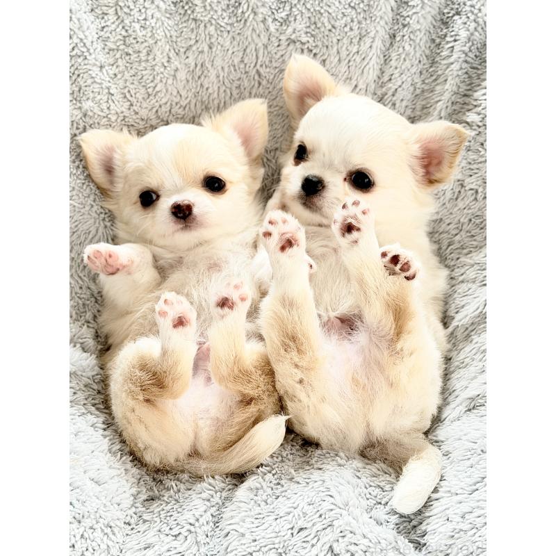 商談中の静岡県のチワワ(ロングコート)-432141の8枚目