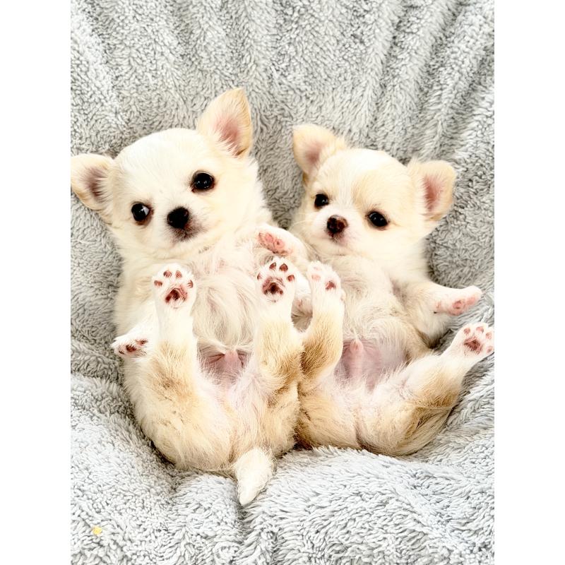 商談中の静岡県のチワワ(ロングコート)-432141の7枚目