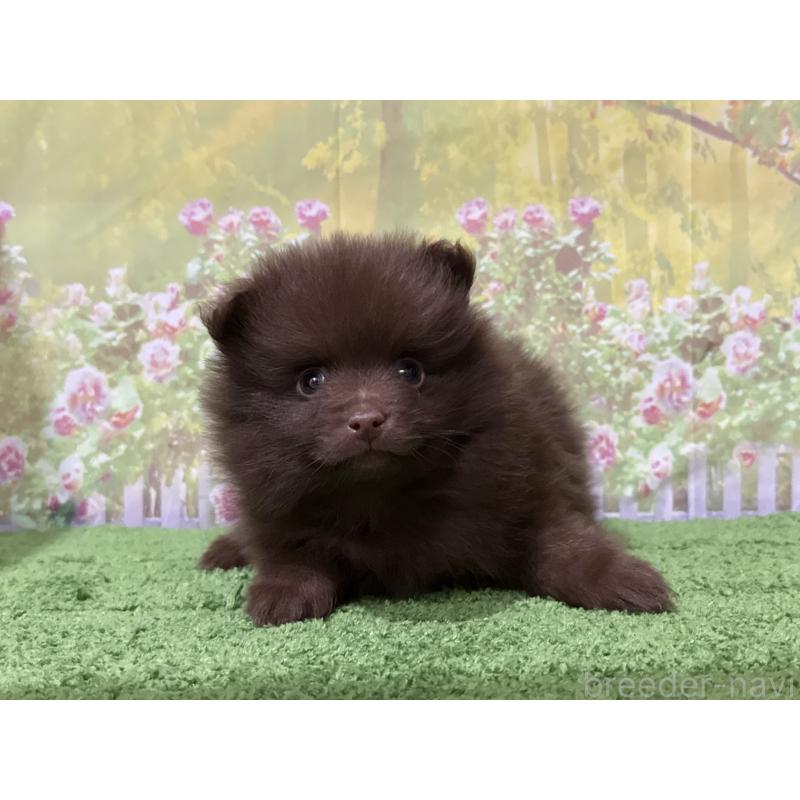 販売中の埼玉県のポメラニアン-429915の3枚目