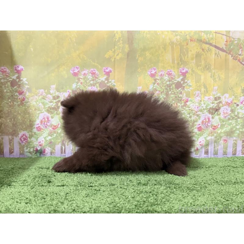 販売中の埼玉県のポメラニアン-429915の2枚目