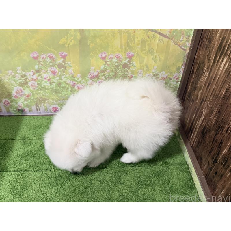 販売中の埼玉県の日本スピッツ-432742の2枚目