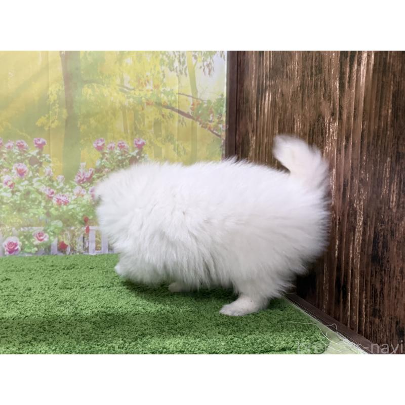 販売中の埼玉県の日本スピッツ-435373の2枚目