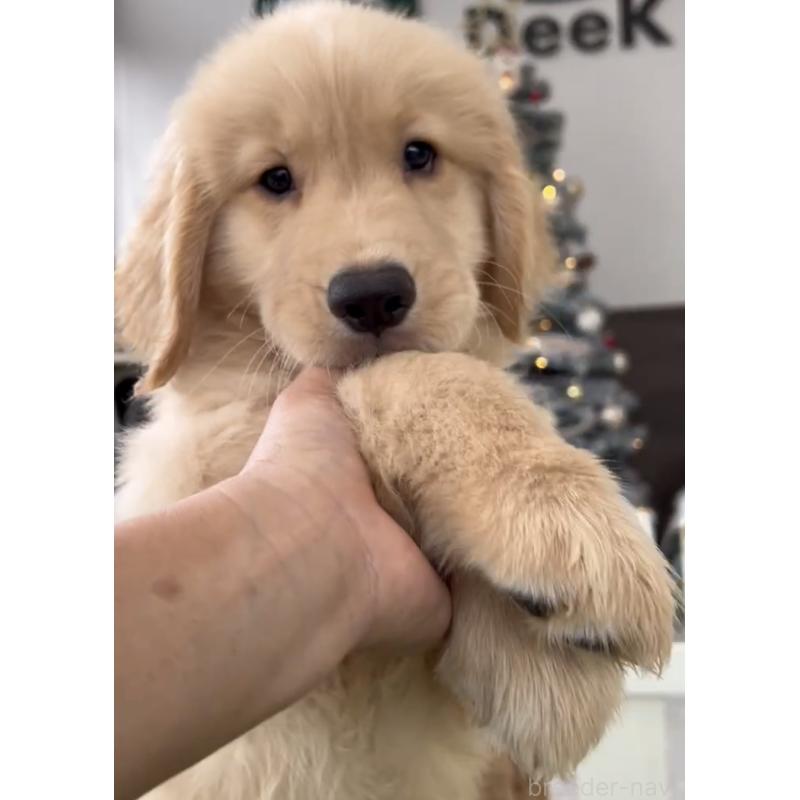 商談中の福岡県のゴールデンレトリーバー-427336の2枚目