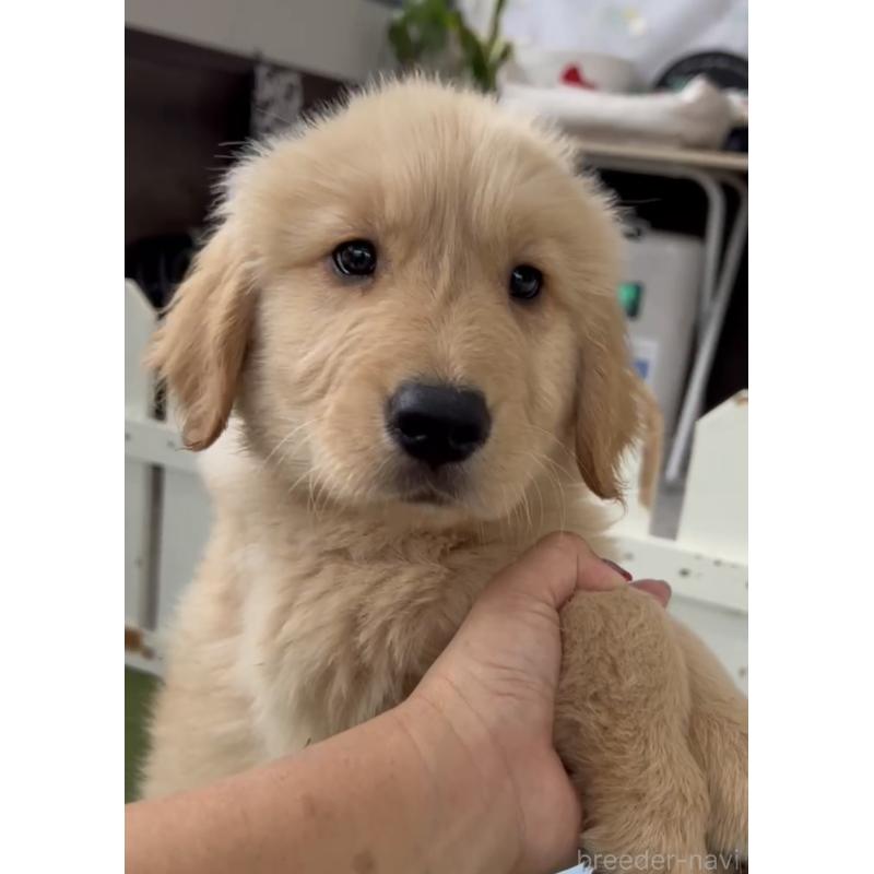 成約済の福岡県のゴールデンレトリーバー-427313の3枚目