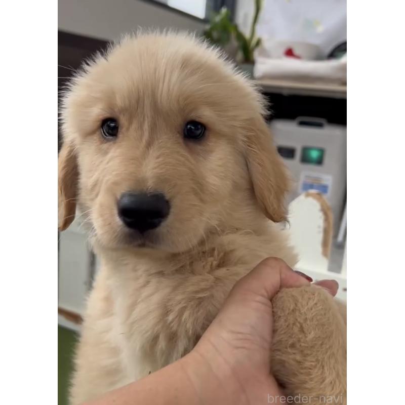 成約済の福岡県のゴールデンレトリーバー-427313の2枚目