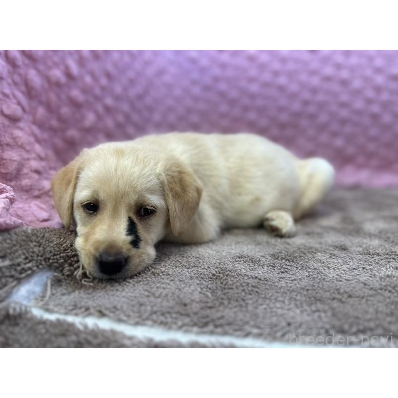 販売中の茨城県のラブラドールレトリーバー-435388の8枚目