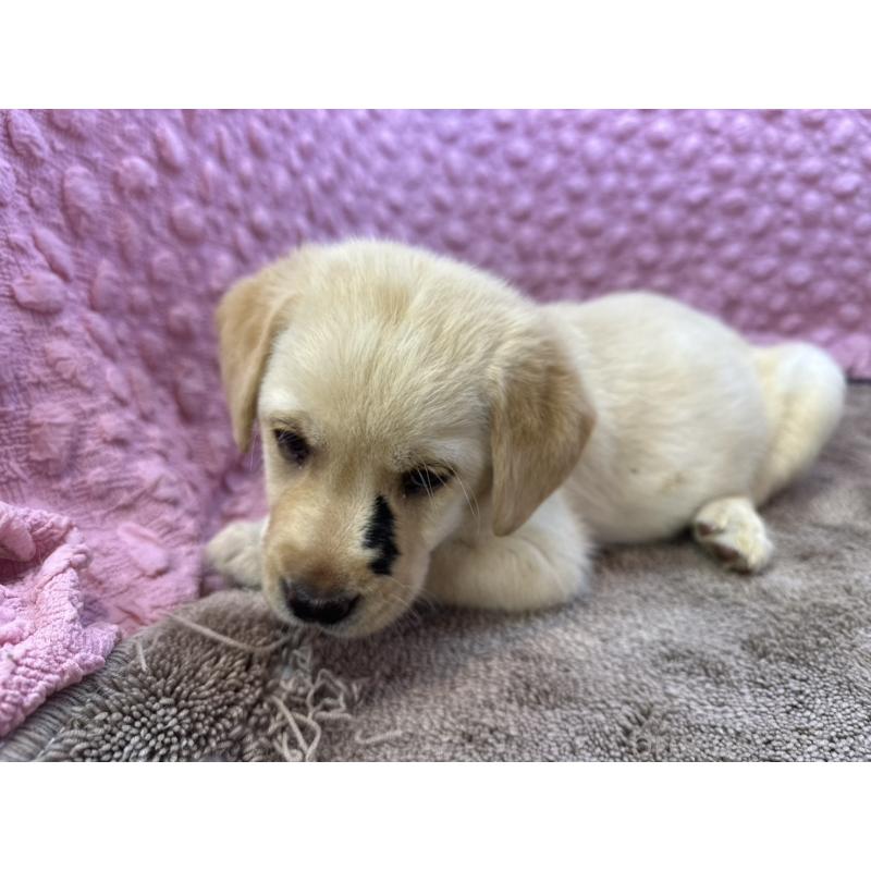 販売中の茨城県のラブラドールレトリーバー-435388の7枚目