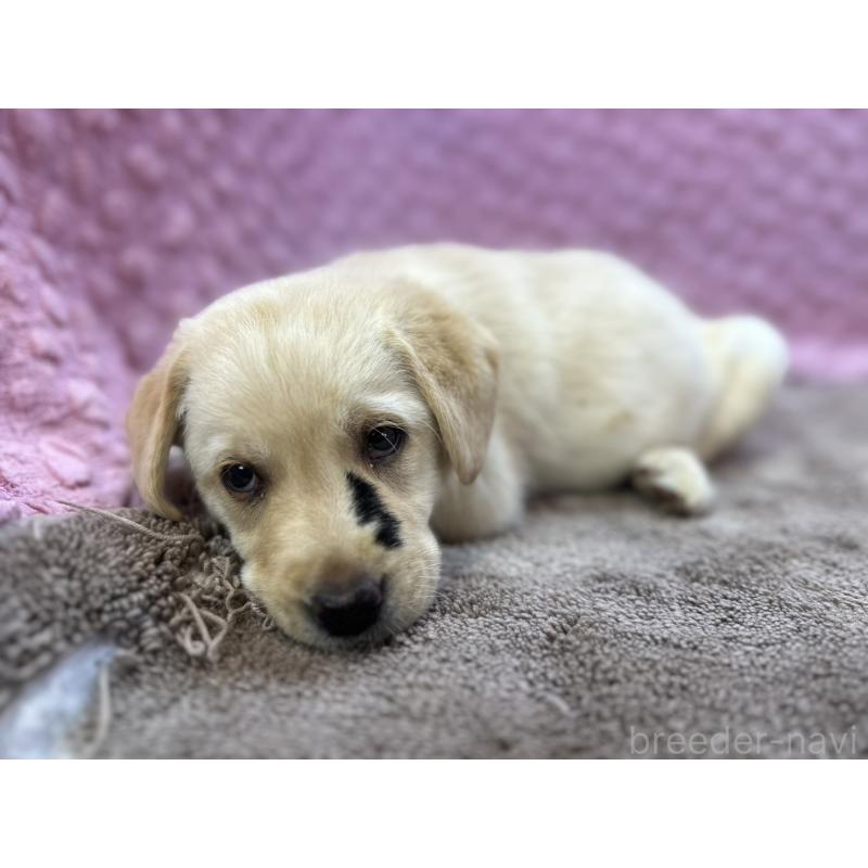 販売中の茨城県のラブラドールレトリーバー-435388の6枚目