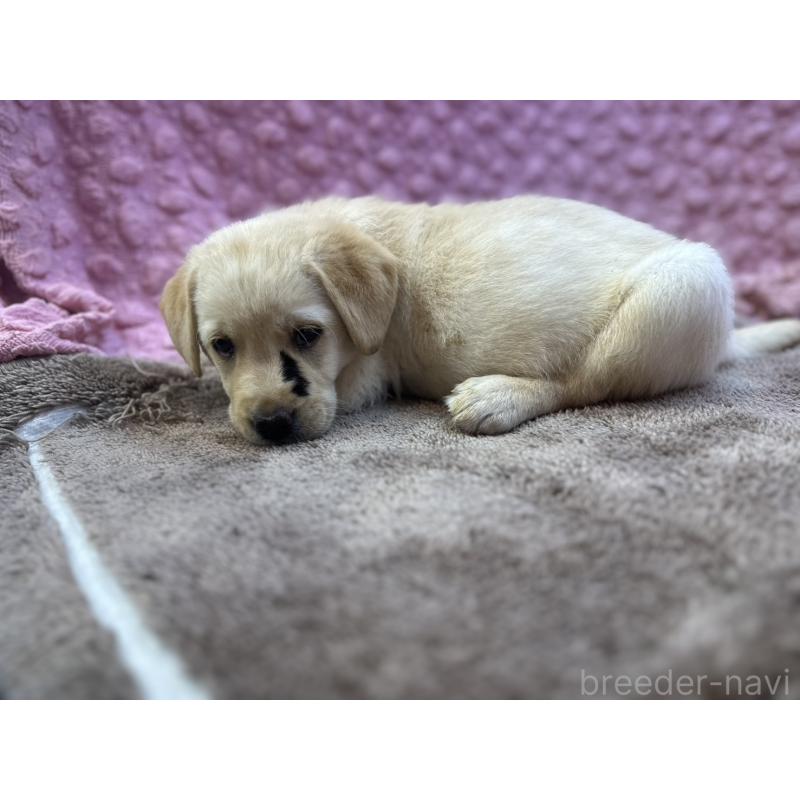 販売中の茨城県のラブラドールレトリーバー-435388の5枚目