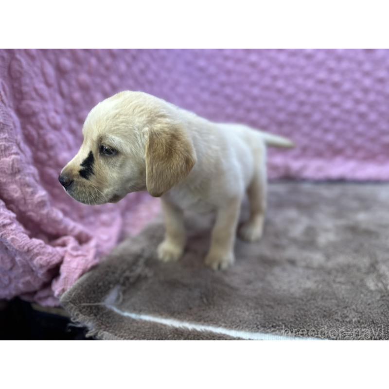 販売中の茨城県のラブラドールレトリーバー-435388の4枚目