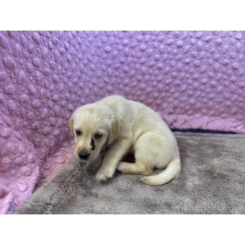 販売中の茨城県のラブラドールレトリーバー-435388の2枚目