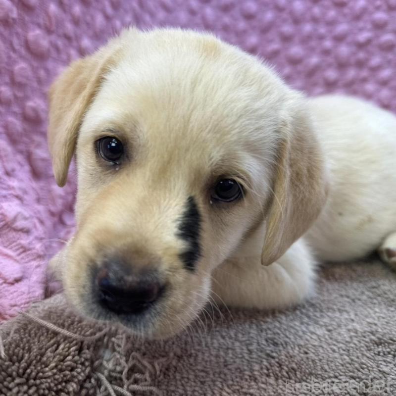 販売中の茨城県のラブラドールレトリーバー-435388の1枚目