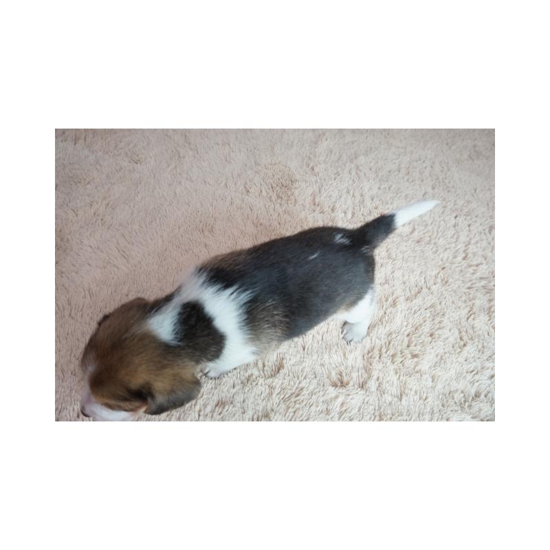 販売中の奈良県のビーグル-435389の5枚目