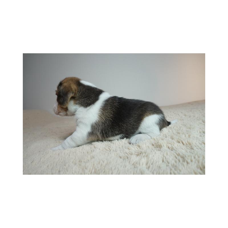 販売中の奈良県のビーグル-435389の3枚目