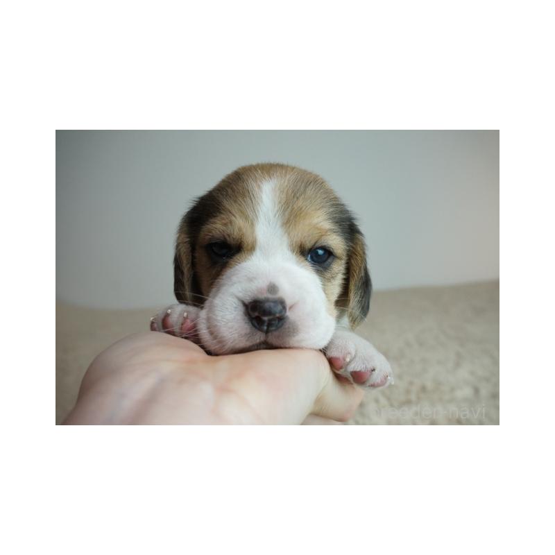 販売中の奈良県のビーグル-435389の2枚目