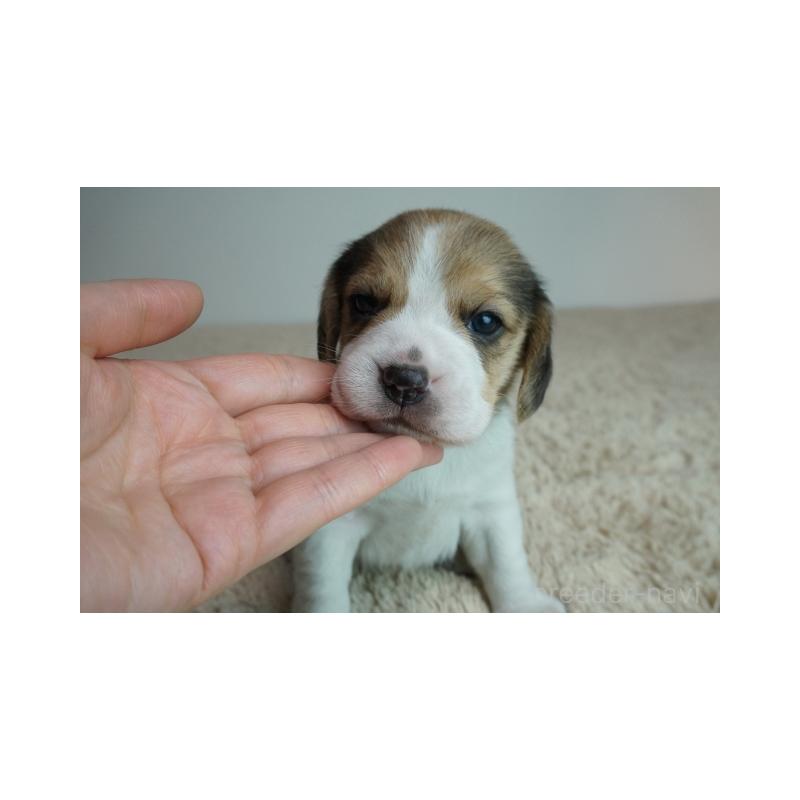 販売中の奈良県のビーグル-435389