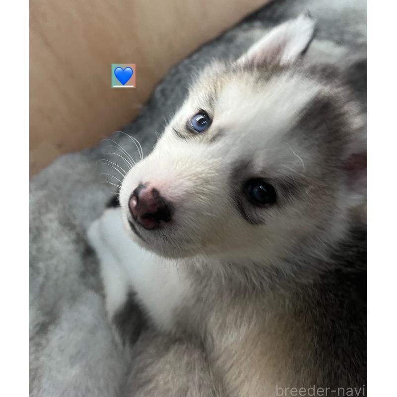 成約済の青森県のシベリアンハスキー-431616の7枚目