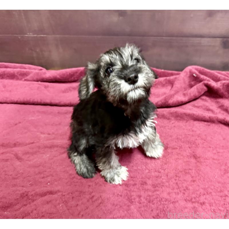 販売中の長野県のミニチュアシュナウザー-427493の8枚目