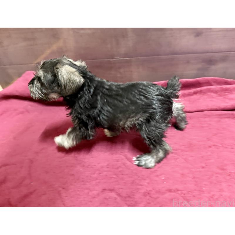 販売中の長野県のミニチュアシュナウザー-427493の6枚目