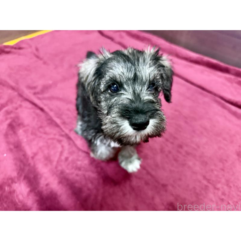 販売中の長野県のミニチュアシュナウザー-427493の5枚目