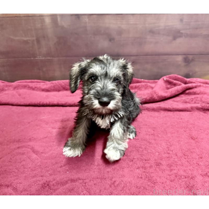 販売中の長野県のミニチュアシュナウザー-427493の4枚目