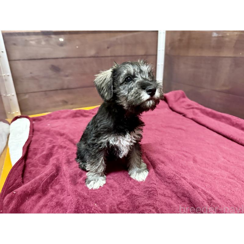 販売中の長野県のミニチュアシュナウザー-427493の3枚目