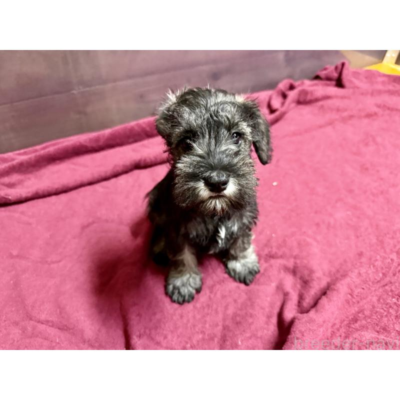 販売中の長野県のミニチュアシュナウザー-427494の7枚目