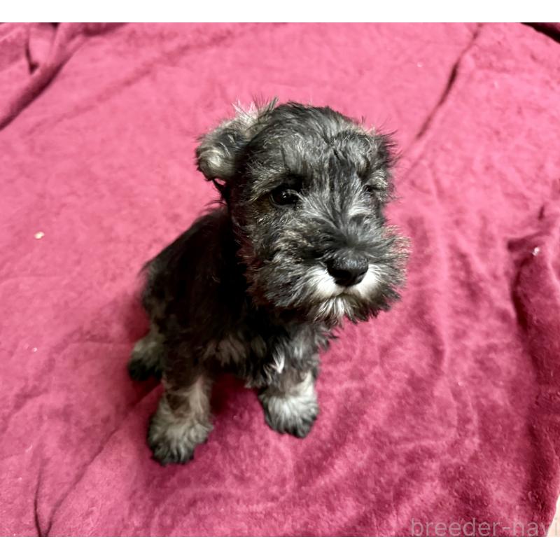 販売中の長野県のミニチュアシュナウザー-427494の6枚目