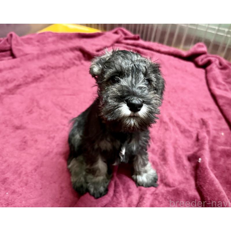 販売中の長野県のミニチュアシュナウザー-427494の5枚目